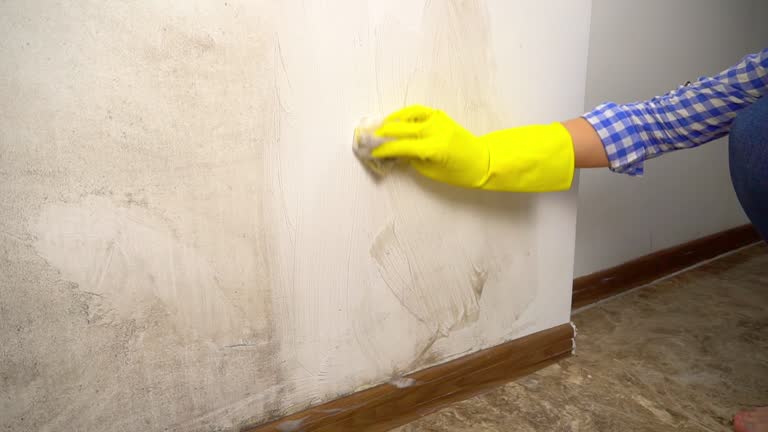 Best Mold Damage Restoration  in Rockledge, PA